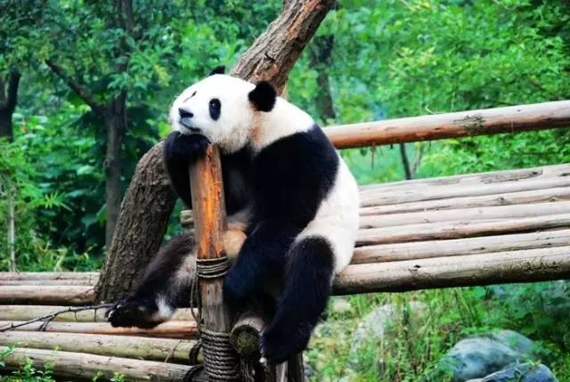 清明3天旅游攻略成都,清明成都旅游攻略学生党