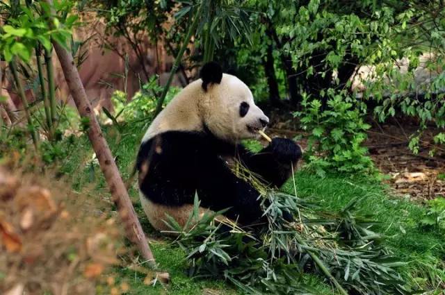 清明3天旅游攻略成都,清明成都旅游攻略学生党