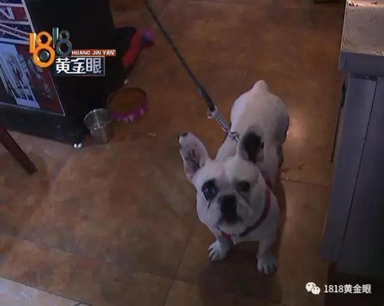 女子保护4岁女孩被斗牛犬咬伤,女子被斗牛犬咬伤