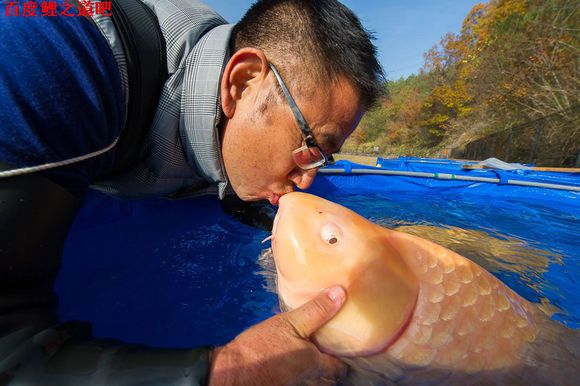 水中游动的活宝石,水中活宝石锦鲤视频
