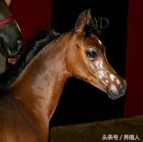 马病治疗措施：阿拉伯马怎么养