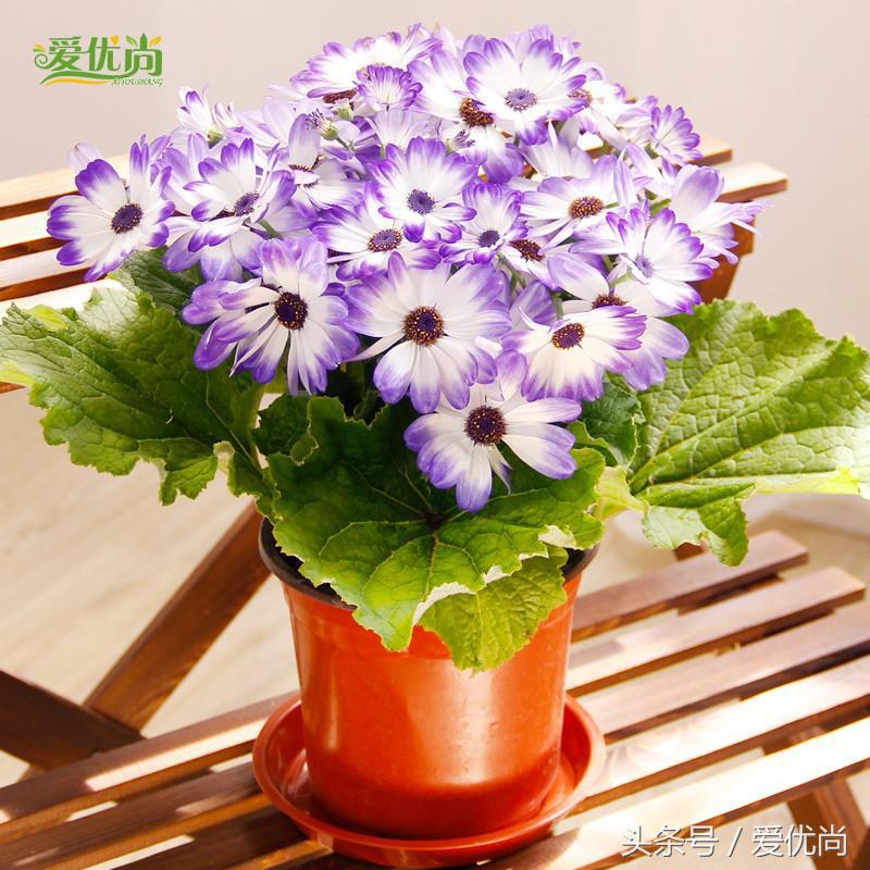 瓜叶菊怎么养才会爆盆视频,瓜叶菊见太阳晒蔫怎么办