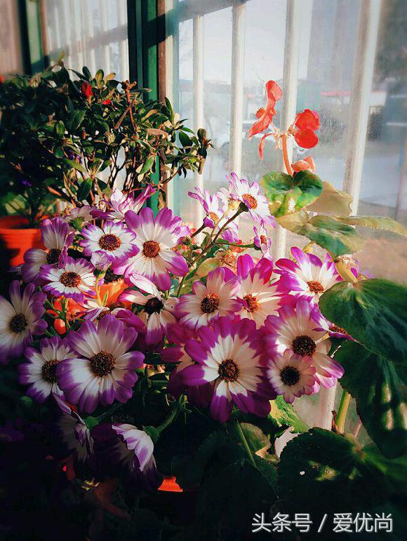 瓜叶菊怎么养才会爆盆视频,瓜叶菊见太阳晒蔫怎么办