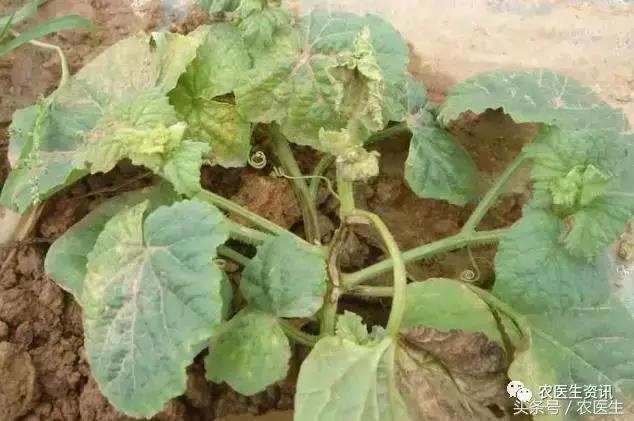 甜瓜镰刀菌枯萎病，造成死棵严重抓需要紧防治