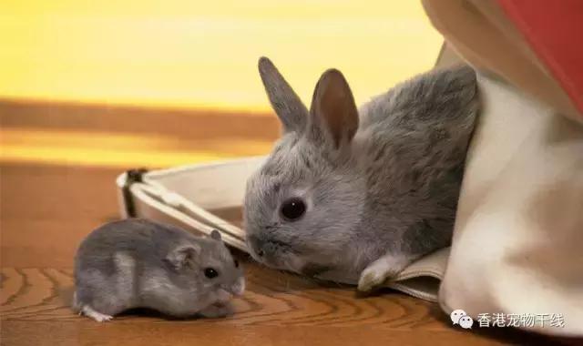 在外面打工的人有没有养兔兔,养一只兔兔会孤独吗