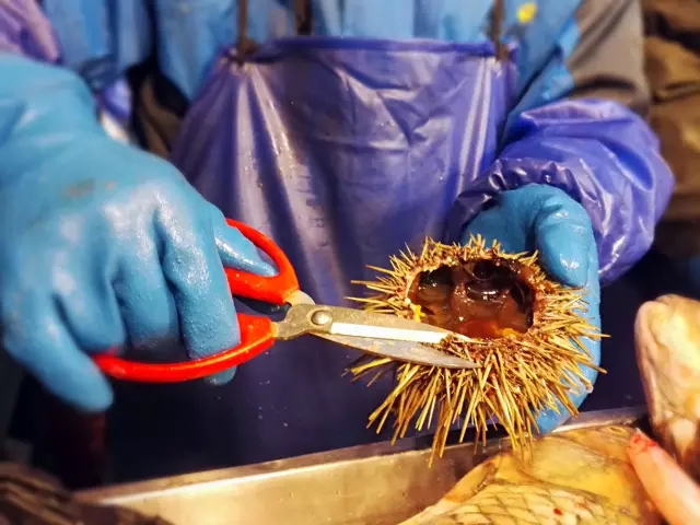 海胆营养丰富，但宝宝不易消化，怎么破？