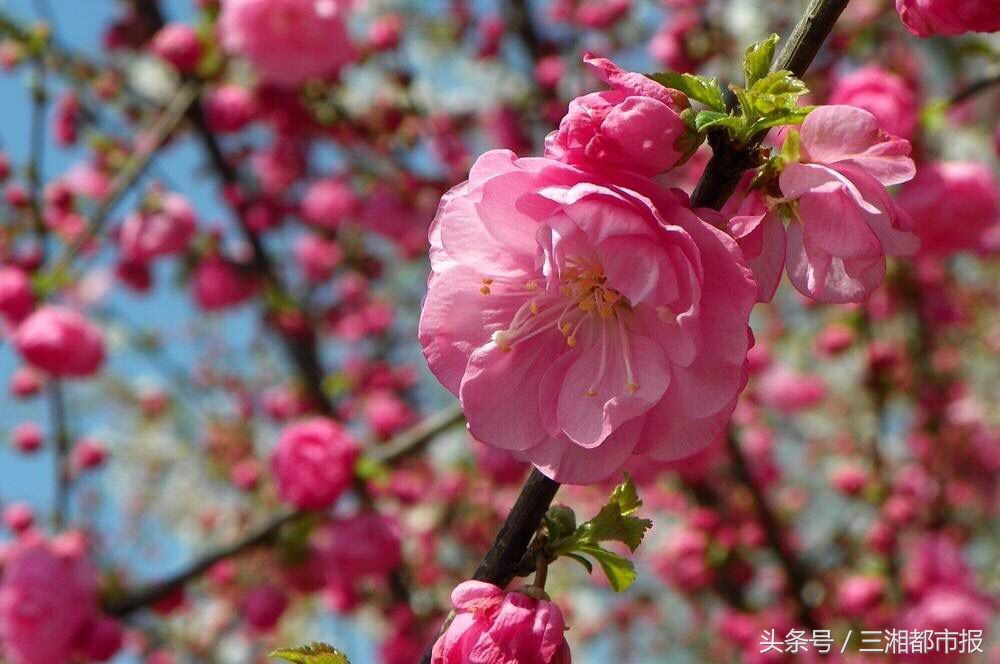 赏花回来脸上长痘,踏青赏花正当时花粉过敏怎么办