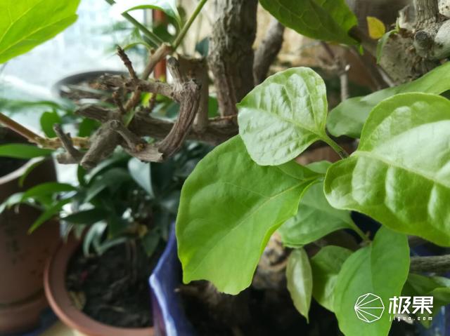 荣耀8青春版深度测评,荣耀8青春版有什么高级功能