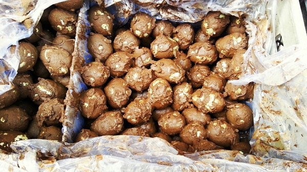 带你去看白洋淀的好风景,远离喧嚣白洋淀旅行