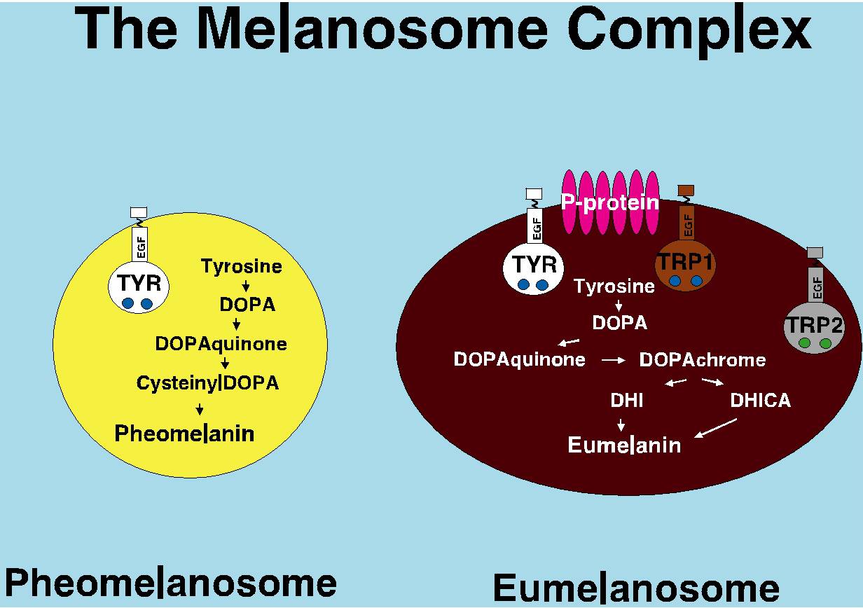 怎么让熊猫有彩色照片,熊猫怎么拍照片能拍出彩色漫画