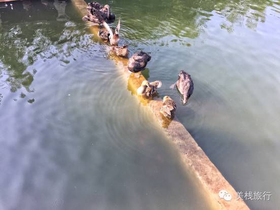 南京索菲特酒店体验,南京索菲特钟山高尔夫酒店预订