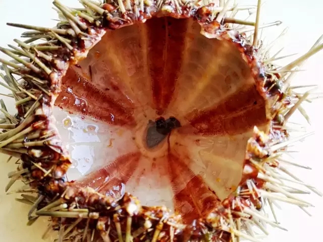 海胆营养丰富，但宝宝不易消化，怎么破？