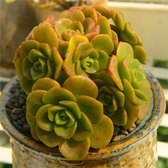 一股清香，一股青苹果香味的多肉植物百合丽丽，适合做多肉手捧花