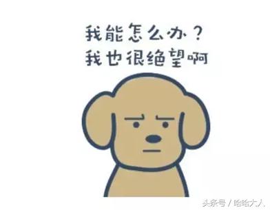 狗狗撕家怎么管教,狗狗撕家视频