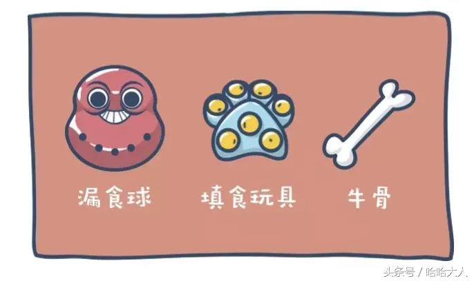 狗狗撕家怎么管教,狗狗撕家视频