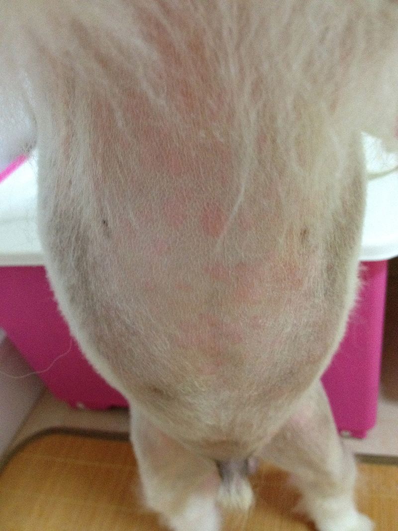 兽医常见病诊断与治疗,兽医治疗小狗