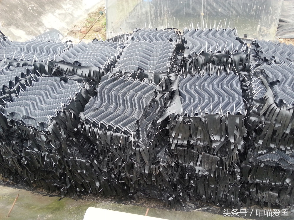 不用泥养黄鳝行吗,黄鳝养殖不下泥可以吗