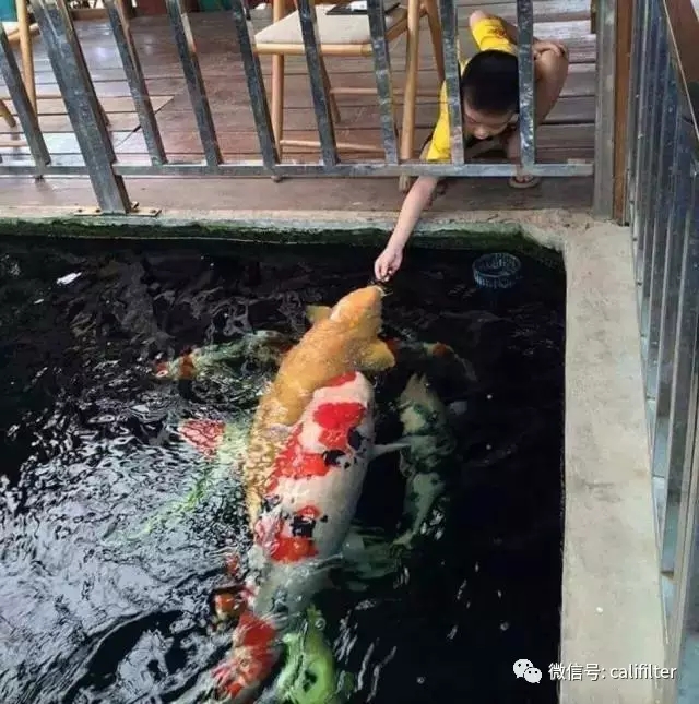 水中游动的活宝石,水中活宝石锦鲤视频