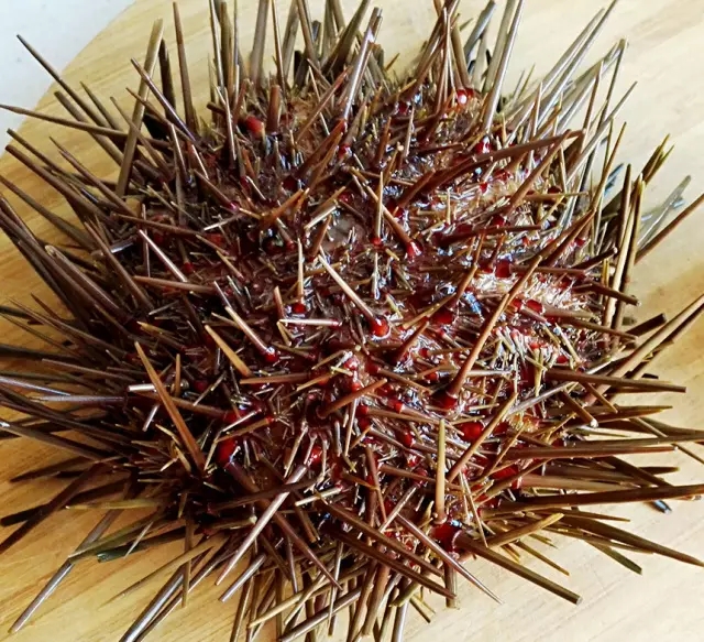 海胆营养丰富，但宝宝不易消化，怎么破？