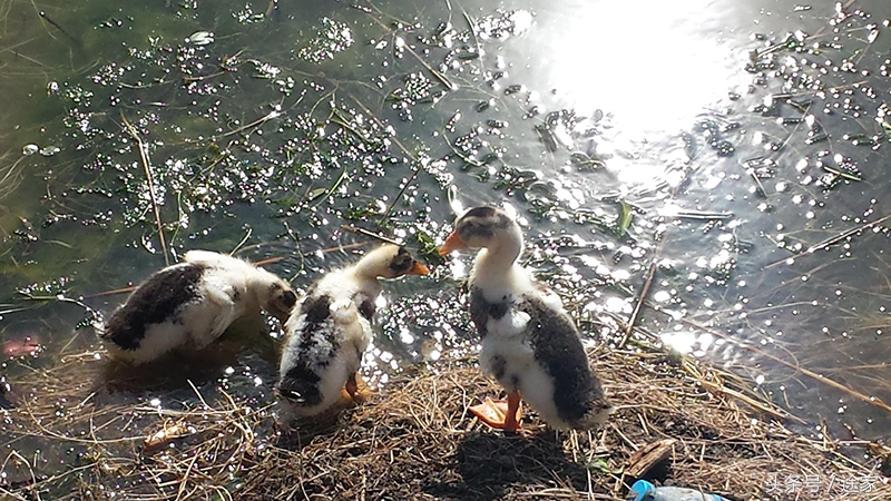 带你去看白洋淀的好风景,远离喧嚣白洋淀旅行