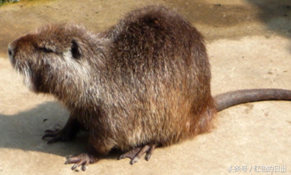 抓老鼠有钱赚,抓老鼠卖钱