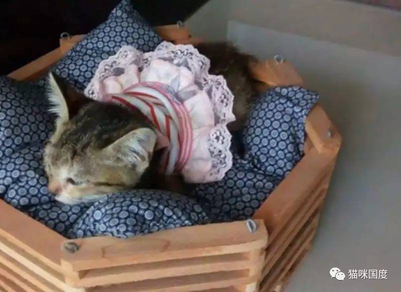 拯救受伤的流浪小猫,拯救眼瞎的小猫