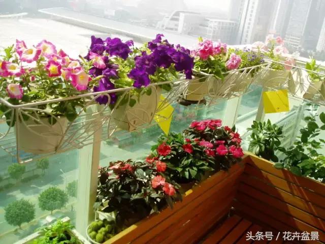 阳台养花品种推荐,适合阳台养花是哪些品种