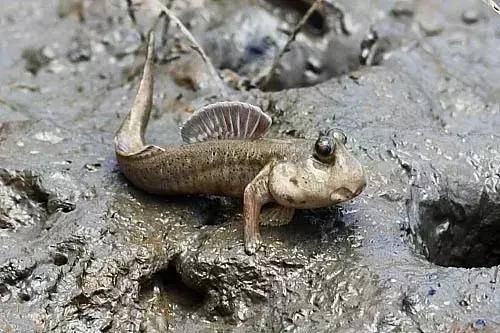 一条会飞的鱼是什么意思,会飞的鱼是怎么回事啊