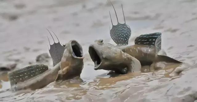 一条会飞的鱼是什么意思,会飞的鱼是怎么回事啊