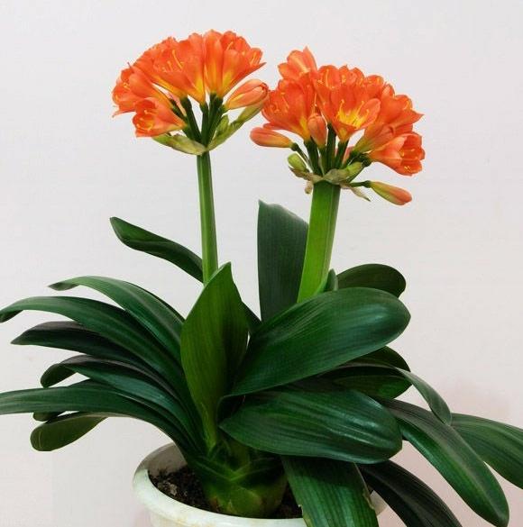 君子兰叶子有长有短还不长咋办,君子兰怎么一点也不长