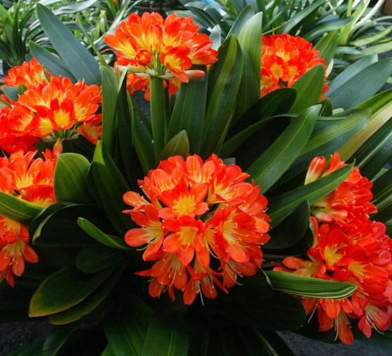 君子兰叶子有长有短还不长咋办,君子兰怎么一点也不长