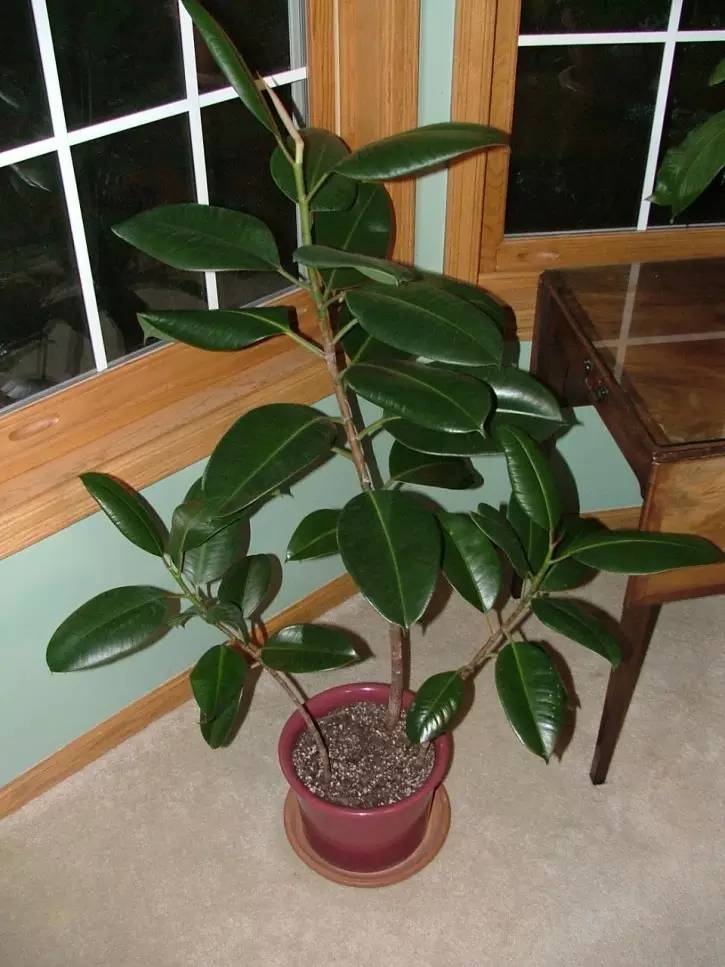 黑金刚橡皮树叶子有油,黑金刚橡皮树如何让叶子油亮