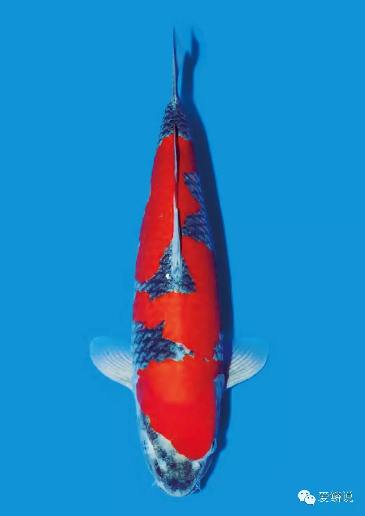 锦鲤鱼池消除酸碱用什么方法,如何去除锦鲤的鱼腥味