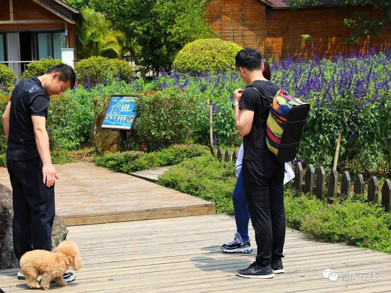 不用去罗平也可以看油菜花,不用去日本也能看的樱花海