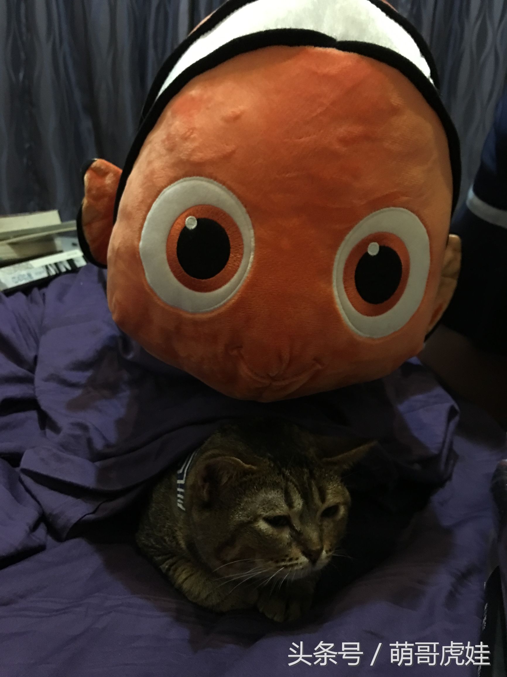 盘点喵星人睡觉被吓一跳的反应,喵星人和铲屎官的日常