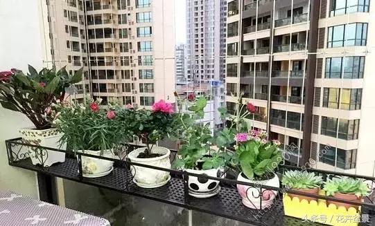 阳台养花品种推荐,适合阳台养花是哪些品种