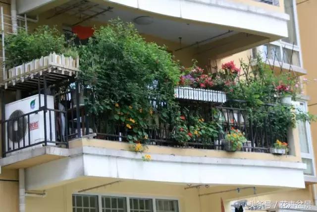 阳台养花品种推荐,适合阳台养花是哪些品种