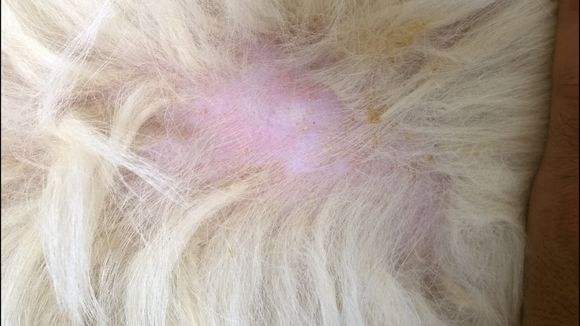 兽医常见病诊断与治疗,兽医治疗小狗