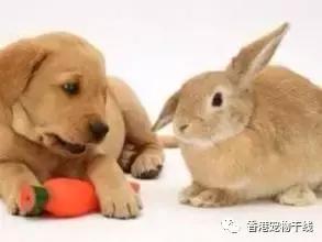 在外面打工的人有没有养兔兔,养一只兔兔会孤独吗