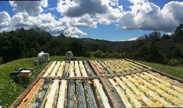 麦卢卡蜂蜜详细介绍,麦卢卡蜂蜜是蜂蜜里最好的吗