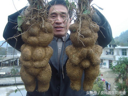 常见的有治愈作用的植物,哪种植物叶子能治皮肤病