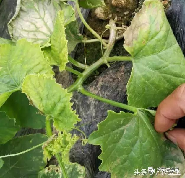 甜瓜镰刀菌枯萎病，造成死棵严重抓需要紧防治