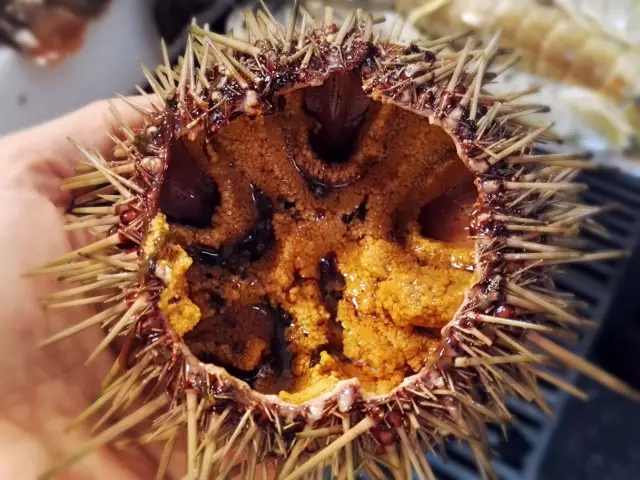 海胆营养丰富，但宝宝不易消化，怎么破？