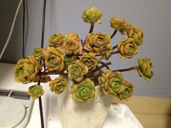 一股清香，一股青苹果香味的多肉植物百合丽丽，适合做多肉手捧花