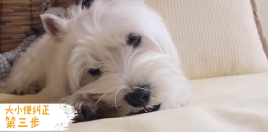 狗狗随地大小便时如何正确的惩罚,铲屎官怎样教狗狗定点上厕所