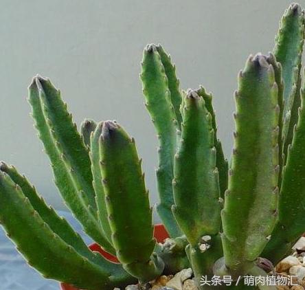 萝藦科多肉是什么颜色的,多肉植物之萝藦