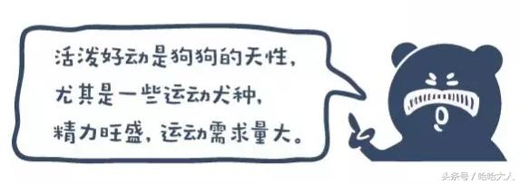 狗狗撕家怎么管教,狗狗撕家视频