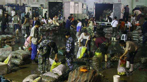 海鲜冻货批发生意好做吗,海鲜批发市场是怎么赚钱的