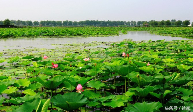 带你去看白洋淀的好风景,远离喧嚣白洋淀旅行