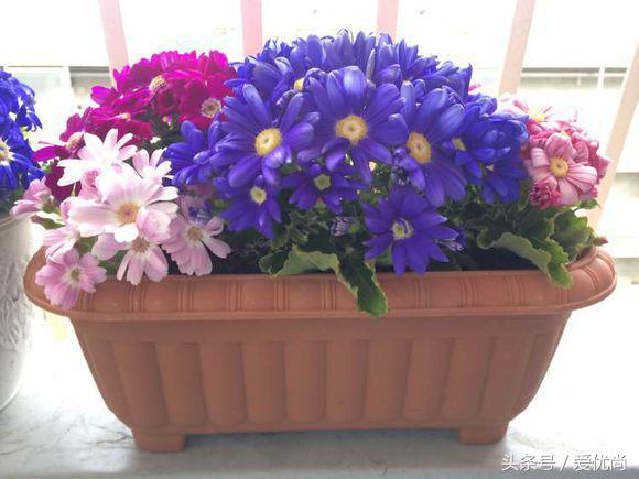 瓜叶菊怎么养才会爆盆视频,瓜叶菊见太阳晒蔫怎么办